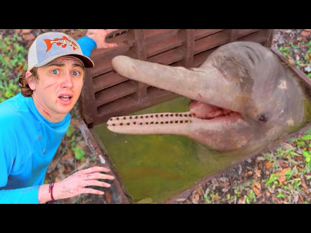 I Found Dolphins in a Sewer!