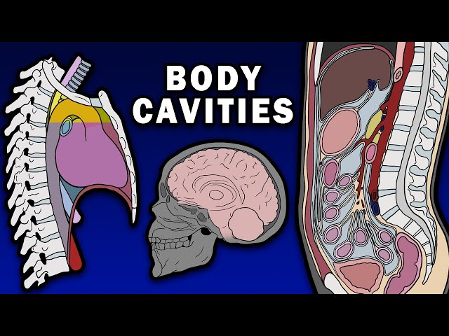 BODY CAVITIES ANATOMY - Cranial, Spinal, Thoracic, Abdominopelvic