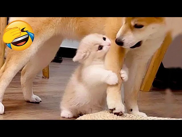 New Funny Videos 2024 😍 Cutest Cats and Dogs 🐱🐶 Part 78