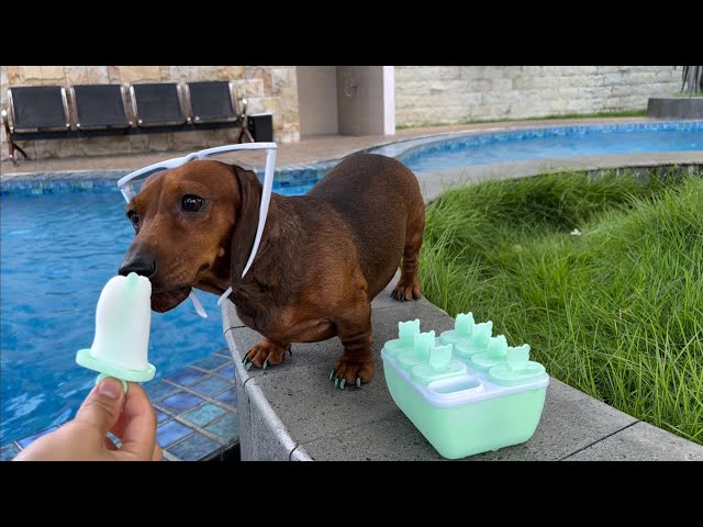 Mini dachshund eat Ice cream in hot day☀️🍦