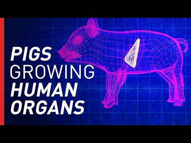 Can Growing Organs in Pigs Solve the Organ Shortage? | Freethink On the Fringe