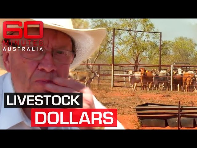 The lucrative industry at the centre of the controversial livestock exports | 60 Minutes Australia