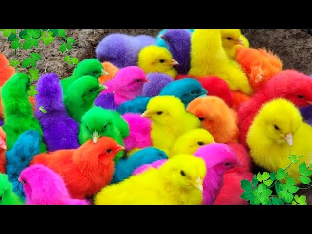 Menangkap Ayam lucu, Ayam warna warni, Ayam rainbow, Bebek,Angsa, kucing, Ikan, Ikan Cupang
