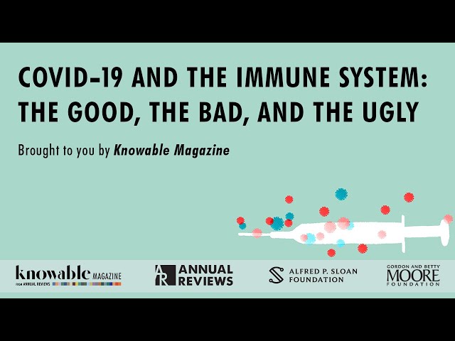 Covid-19 and the Immune System: The Good, the Bad, and the Ugly
