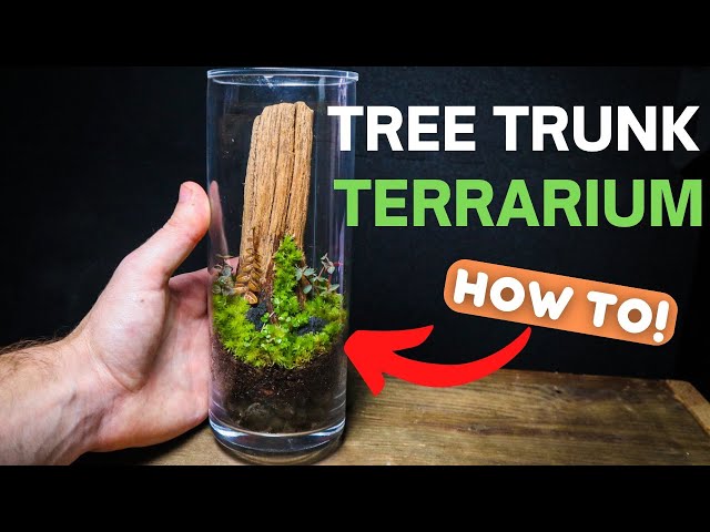 I Made a Tree Trunk Terrarium! EASY Terrarium Tutorial