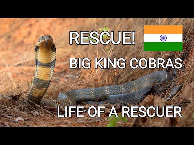Big King cobra rescue! Amazing snake catcher in India