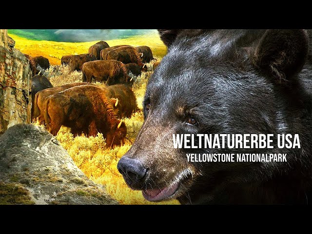 World Natural Heritage USA – Yellowstone National Park (The full NATURE DOCUMENTATION in German)