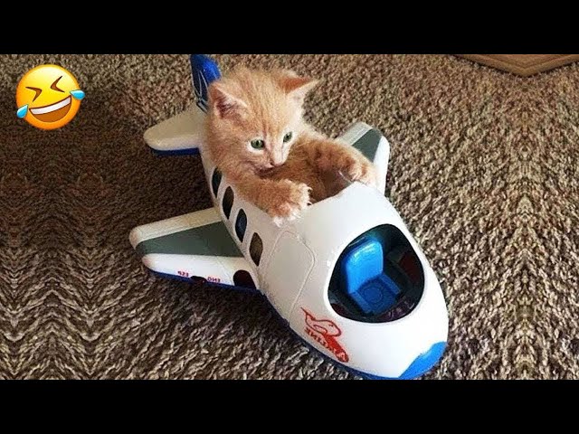 It's Hard Not to Laugh 🤣 Best Funny Animals Video 2024 🤣 Cats and Dogs Compilation 😻🐶 Part 6