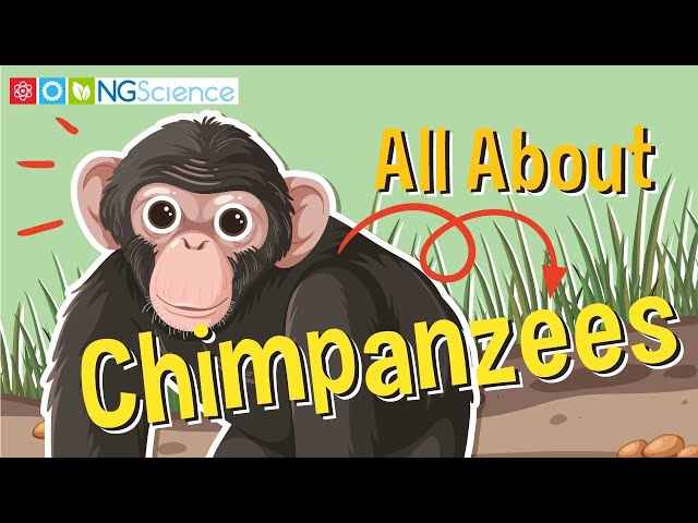 All About Chimpanzees