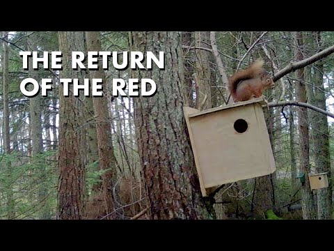 Return of The Red Squirrel