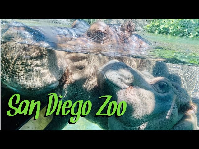 My Trip To The San Diego Zoo!