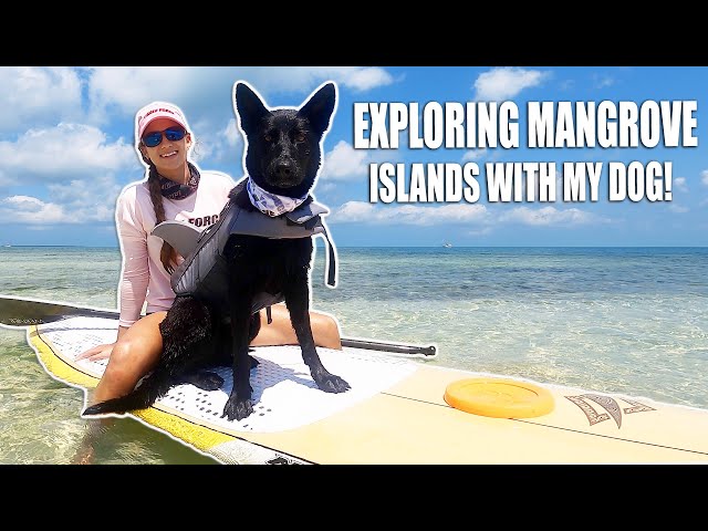 Teaching my DOG HOW TO PADDLE BOARD + Exploring Florida Keys Island!