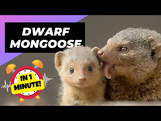 Dwarf Mongoose 😈 Pocket-Sized Badasses! | 1 Minute Animals