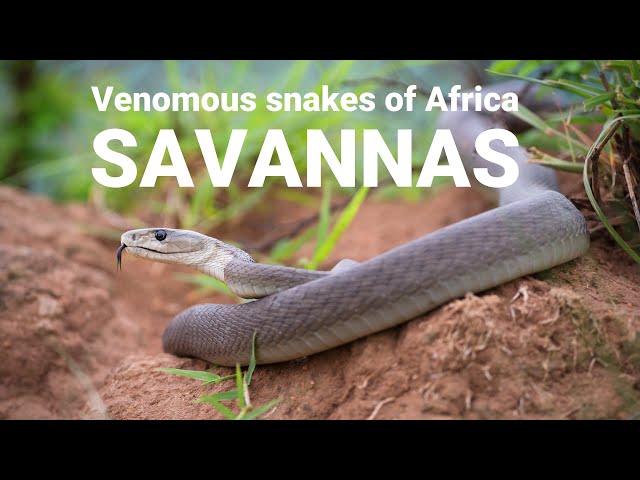 The venomous snakes of Africa - SAVANNAS, Boomslang, Rinkhals, spitting cobras, Black mamba