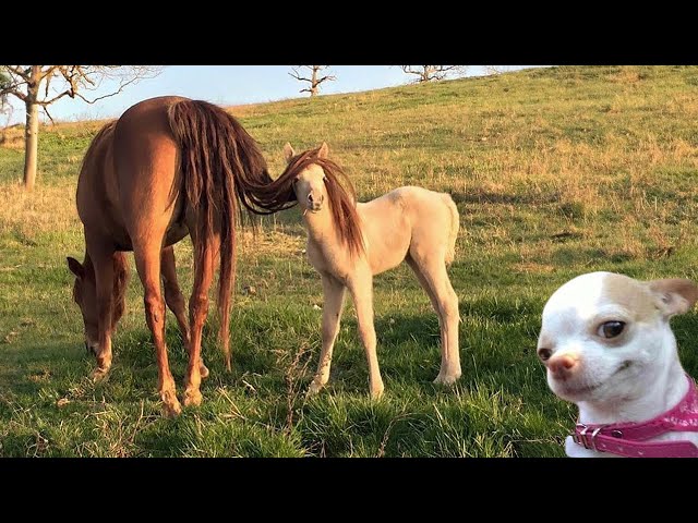 Best funniest horses of the week - Funny And Cute horses Video Compilation 2024 🐴1