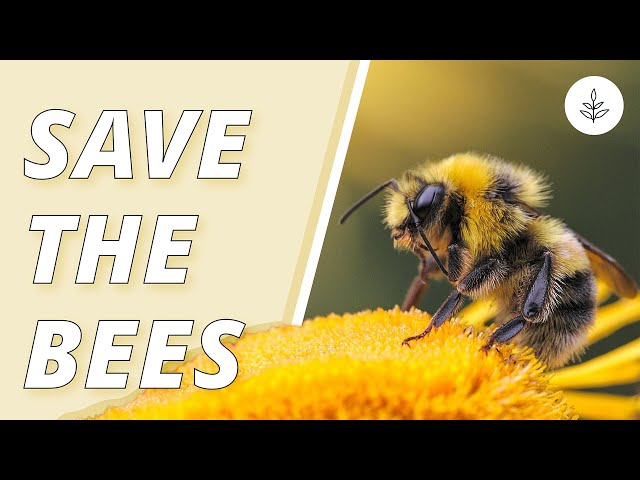 7 WAYS To Help SAVE THE BEES | LIVEKINDLY