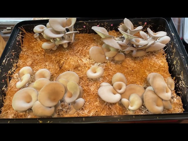 Growing Blue Oyster Mushrooms on Straw Using a Monotub Part 2!