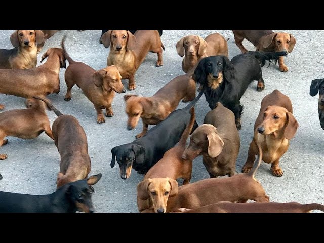 Funny mini wiener dogs Try Not to laugh videos compilation 2021 | funny Mini Dachshund dogs videos