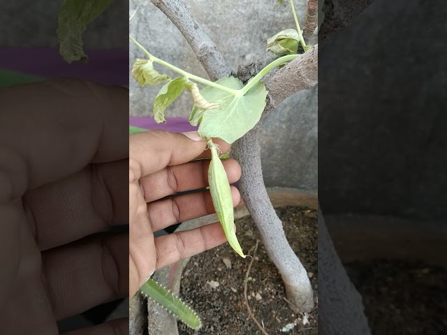 मटर/Peas plant in terrace garden #Matar #Peas #video #Viral