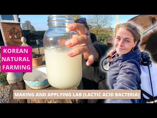 Applying Lactic Acid Bacteria as a Soil Drench - Improving Soil With Natural Regenerative Techniques