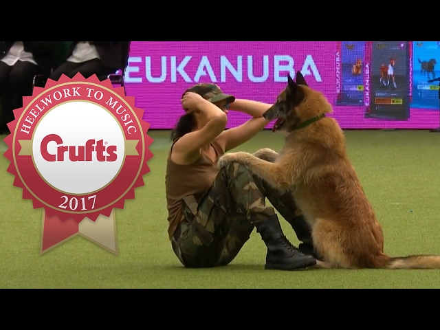 Amazing Dog Performs CPR, Squats and Press Ups in Heelwork To Music Routine | Crufts 2017