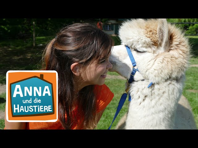 Alpaka | Information für Kinder | Anna und die Haustiere