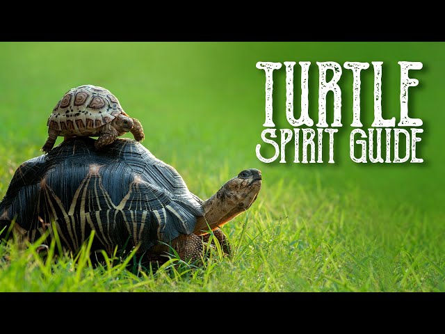 Turtle Spirit Guide - Ask the Spirit Guides Oracle, Totem Animal, Power Animal, Magical Crafting