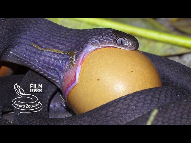Egg-eater swallowing huge egg, egg-eating snake feeding (Dasypeltis), snake eating behavior