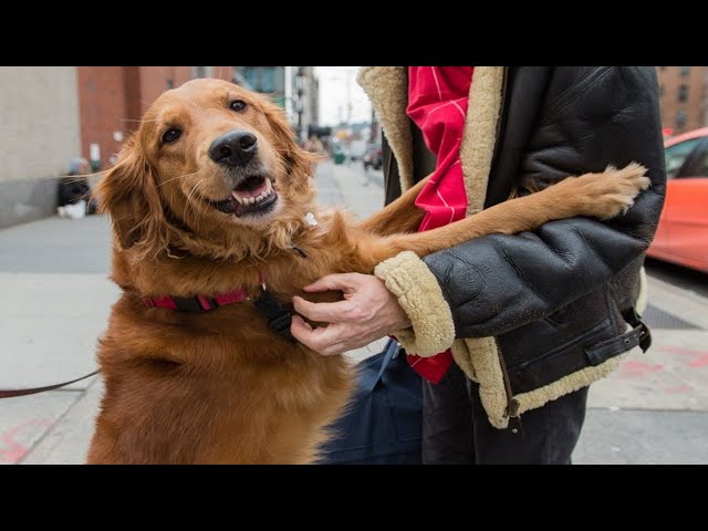 DOGS Love To Give HUGS! Cute And Funny Compilation