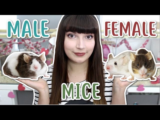 Male VS Female Mice - What is the difference?