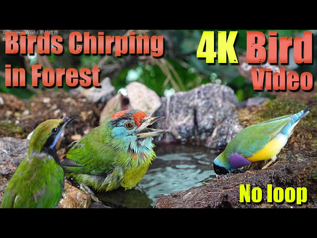 Cat TV | Dog TV! 4HRS of Soothing Birdbath with Birds Chirping for Separation Anxiety, No Loop! A146