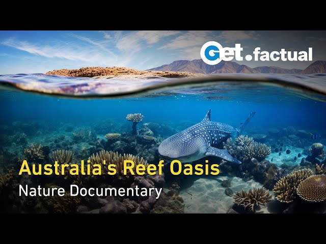 Ningaloo, Australia: The Coast of the Whale Sharks | Nature Documentary