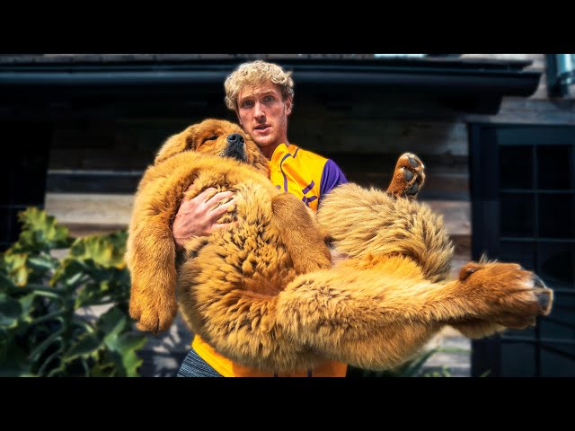I bought the World's Biggest Puppy