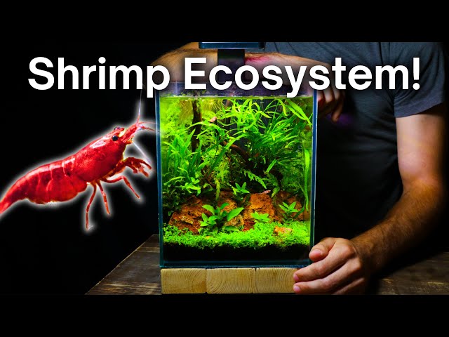 I Made a Nano Aquarium For Cherry Shrimp, Here’s How!
