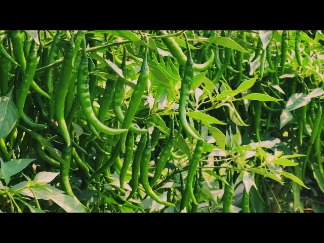 Garmiyon me mirch ki kheti | अप्रैल–मई महीने पर मिर्च की खेती | Chilli farming 2024