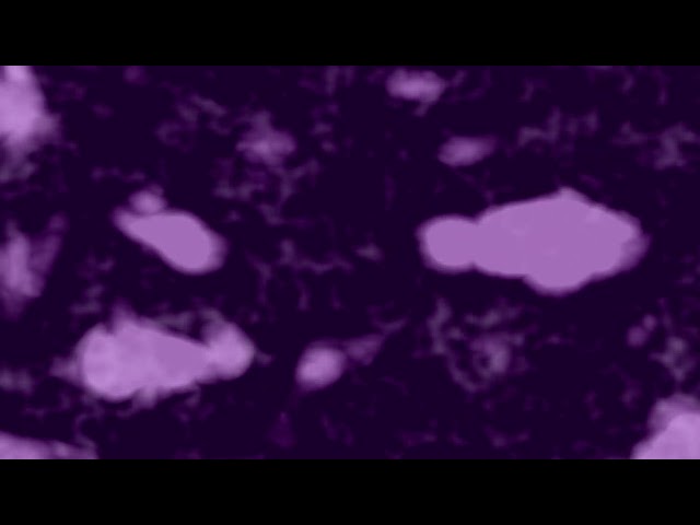 Ophidic Displays: Purple Fog