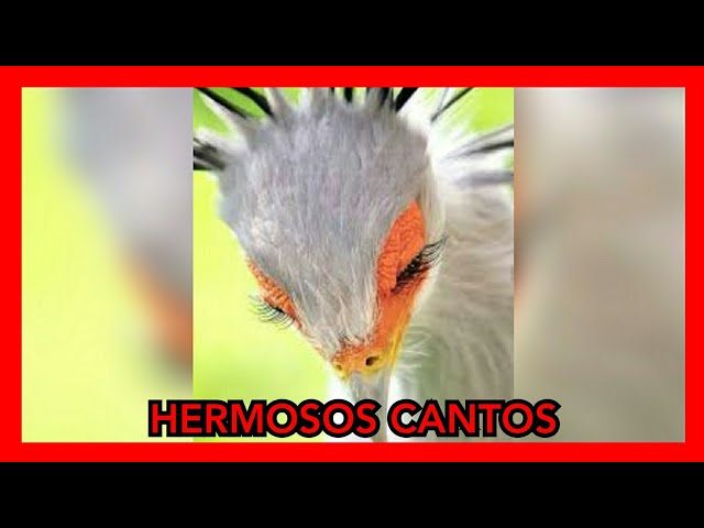 🐦 Videos de Pajaros Cantando | Esta ave canta tan hermoso, INCREÍBLE 😱
