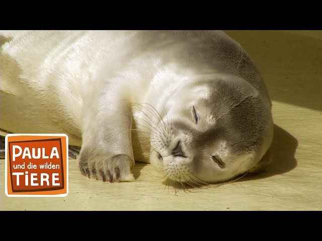 Eine Sandbank voller Robben (Doku) | Reportage für Kinder | Paula und die wilden