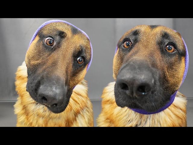 German Shepherd thinks he's dying at the grooming salon