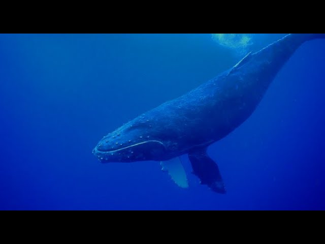 奄美大島 Whale Swimming