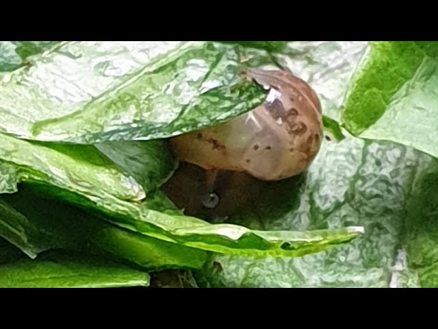 Baby snail care tips