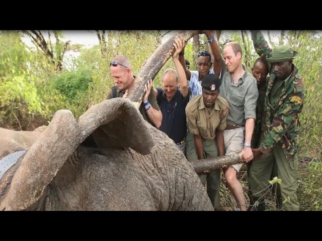 Duke of Cambridge: 'I have big concerns if we can't get tourism back in Africa'