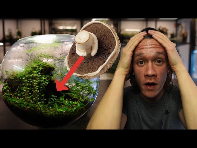 Watch What Happens When I Put A Mushroom In A Terrarium