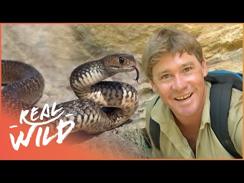 The Hunt For The World's Deadliest Snakes - With Steve Irwin | Real Wild Documentary