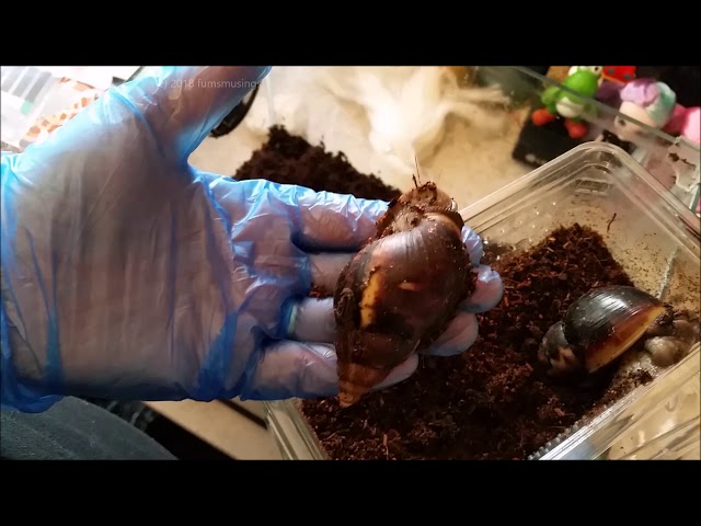How to set up - African Land Snail tank
