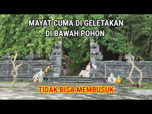 Ya Tuhan! Mayat Cuma Di Geletakan Di Bawah Pohon Di Makam Trunyan Bali