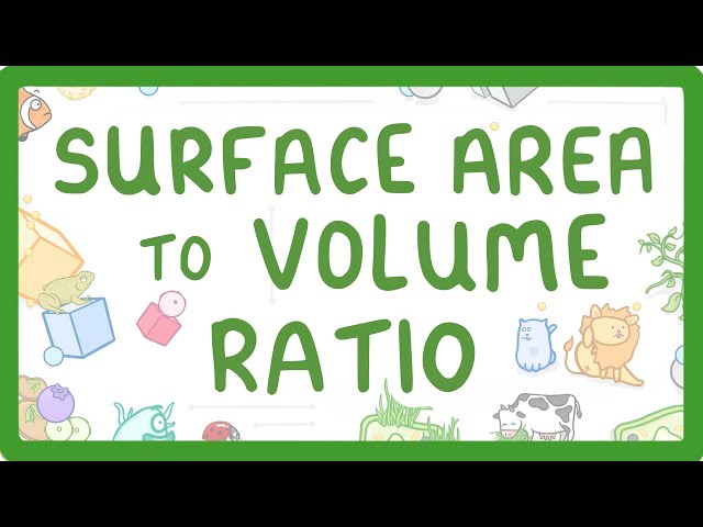 GCSE Biology - Surface Area to Volume Ratio
