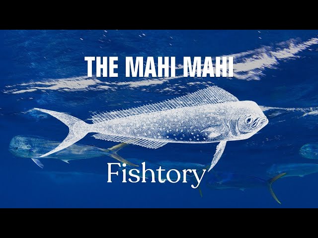 Catching Mahi Mahi: Everything You Need To Know | Fishtory