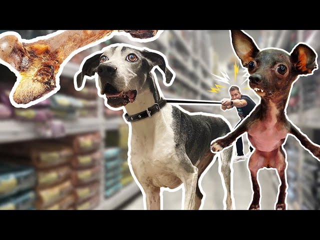Homeless Dogs getting EVERYTHING they Touch at the Pet Store! 😍🐶 ( Adorable Compilation )