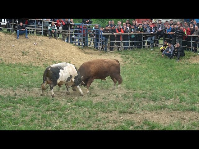 Bullfighting in Bosnia 2